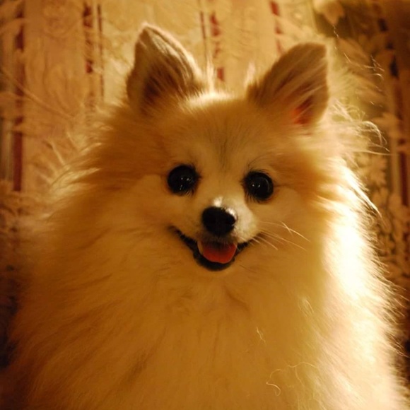 Meet your Posher, Donna - Picture 4 of 8